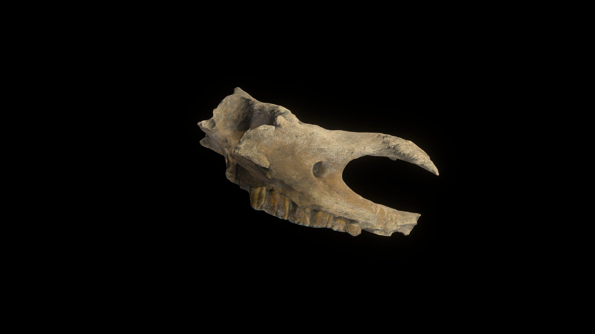 Rhino Skull 2