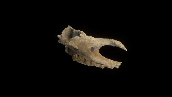 Rhino Skull 2 3D Model