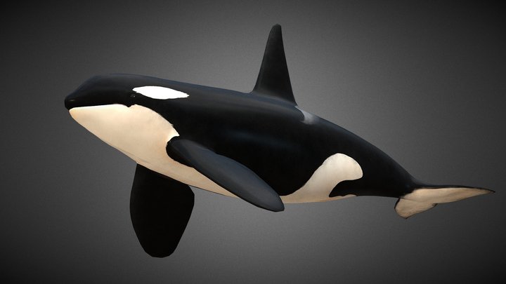 Spekkhogger (Orcinus Orca) - Killer Whale 3D Model