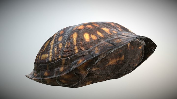 North American Box Turtle - Photogrammetry 3D Model