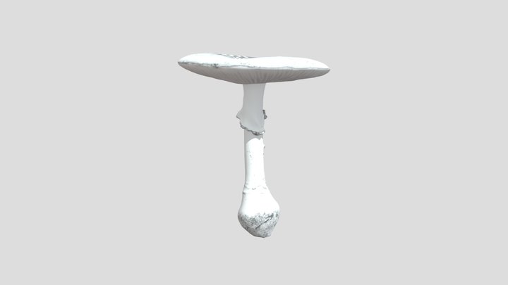 ERKS-Fungi-Amanita 3D Model