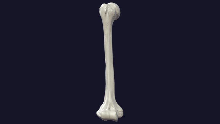 Humerus (right) 3D Model