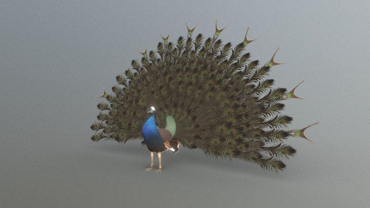 peacock 3D Model