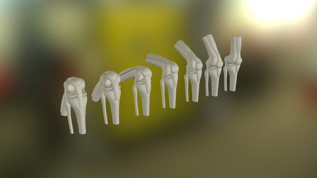 Knees flexion 3D Model