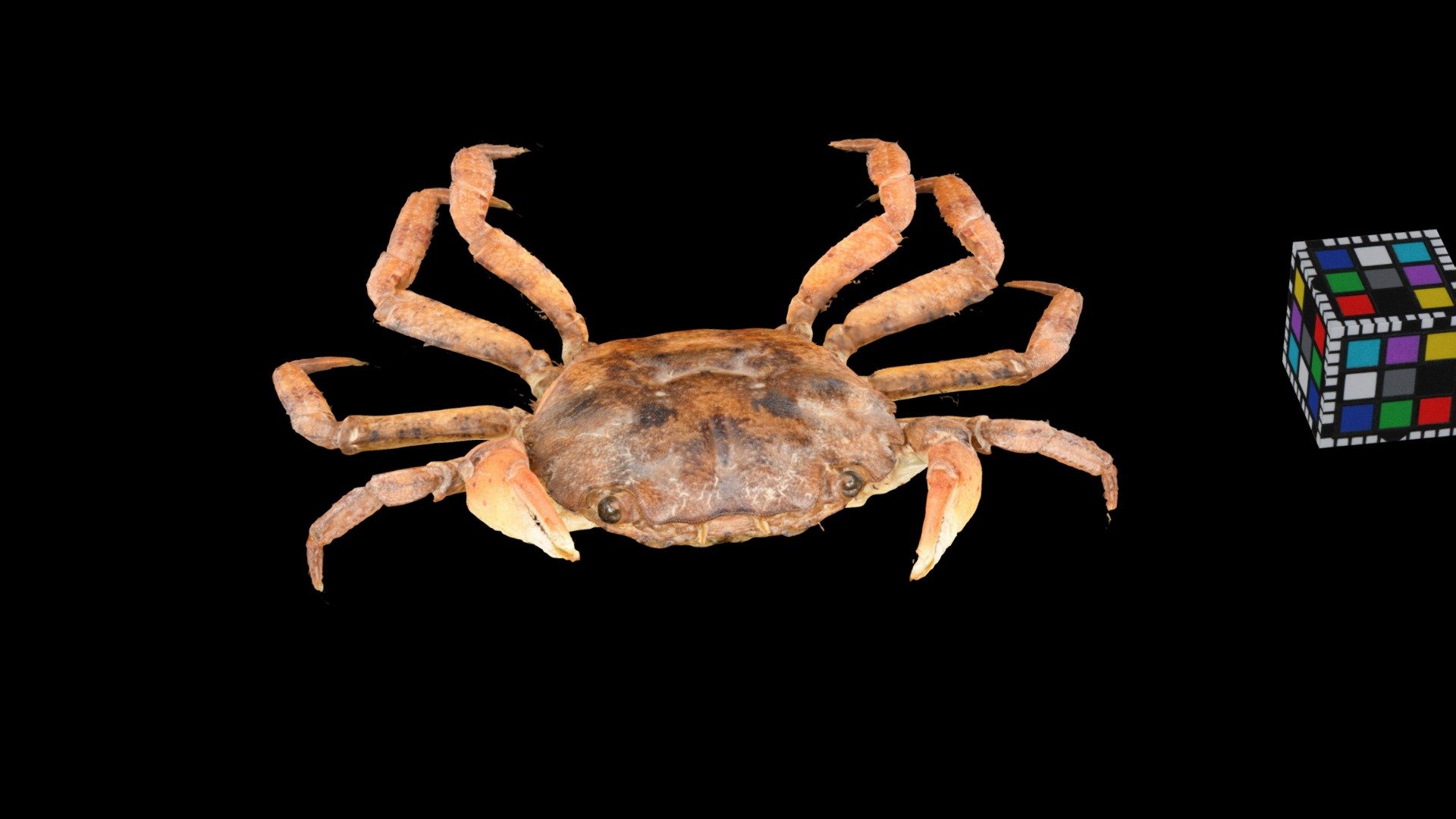 ケフサイソガニ ♀ Shore crab, Hemigrapsus penicillatus