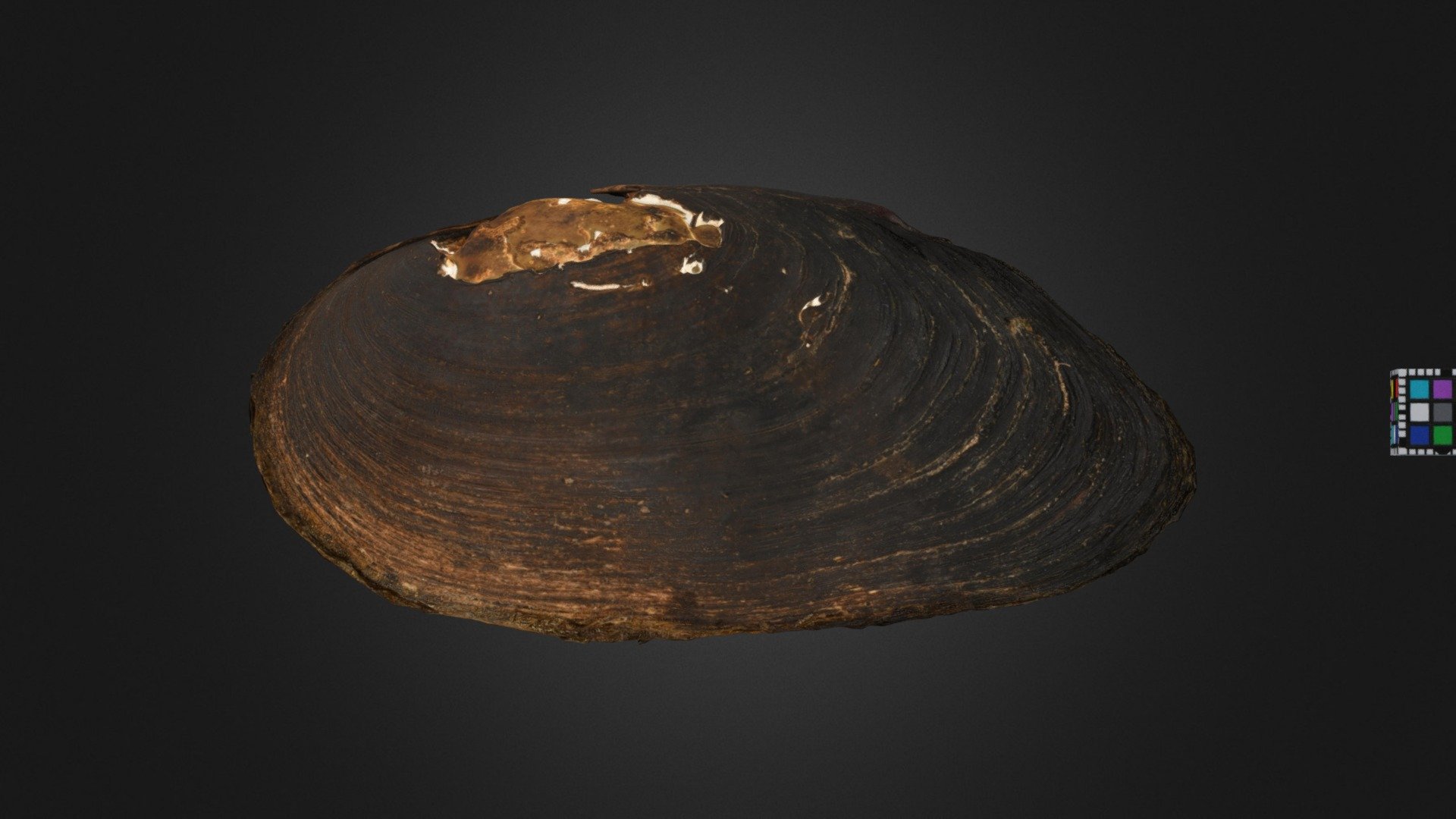 カワシンジュガイ Freshwater Pearl Mussel, M. laevis