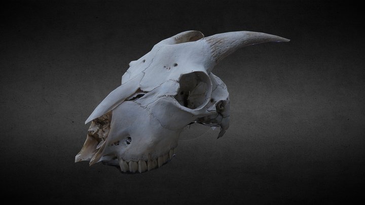 Goat Skull Photogrammetry Test 3D Model