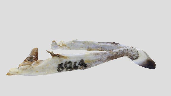 UWYMV:Bird:5863, A. striatus velox, Mandible – Gratis 3D-model STL