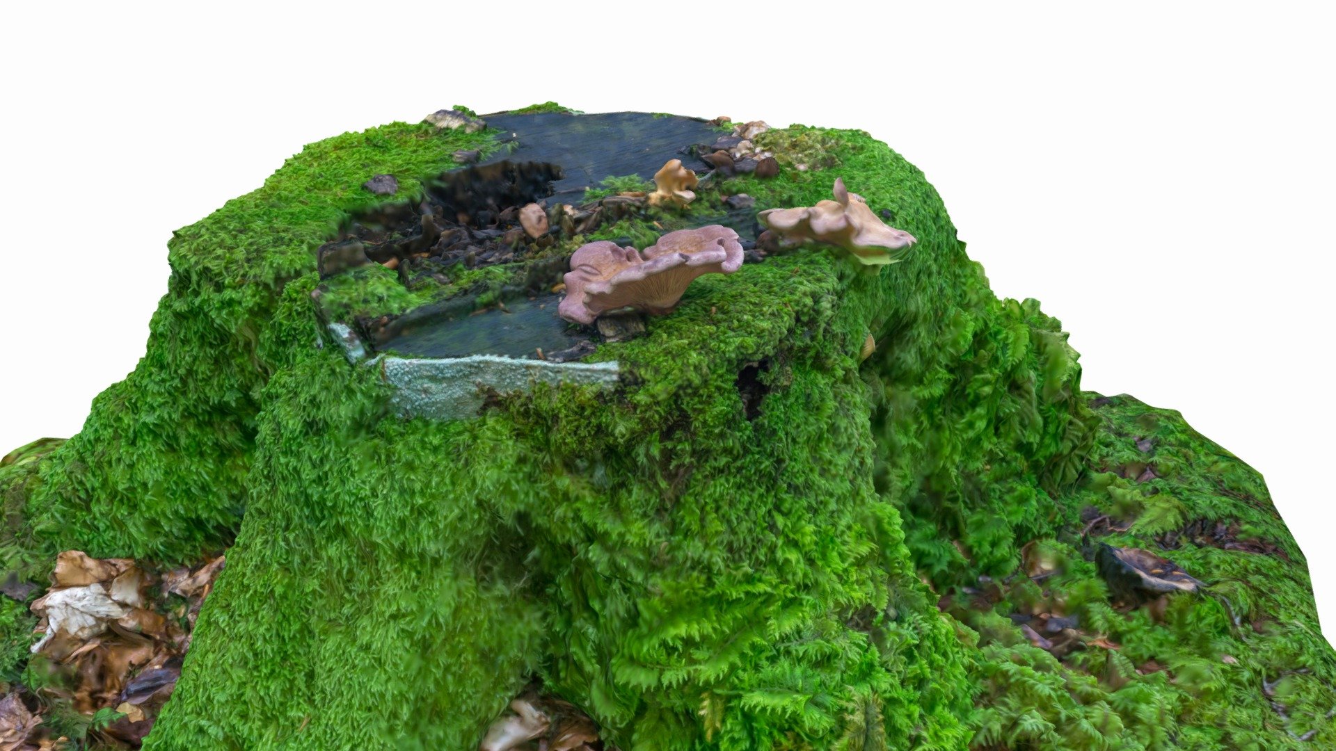 Mossy tree stump with unknown mushrooms