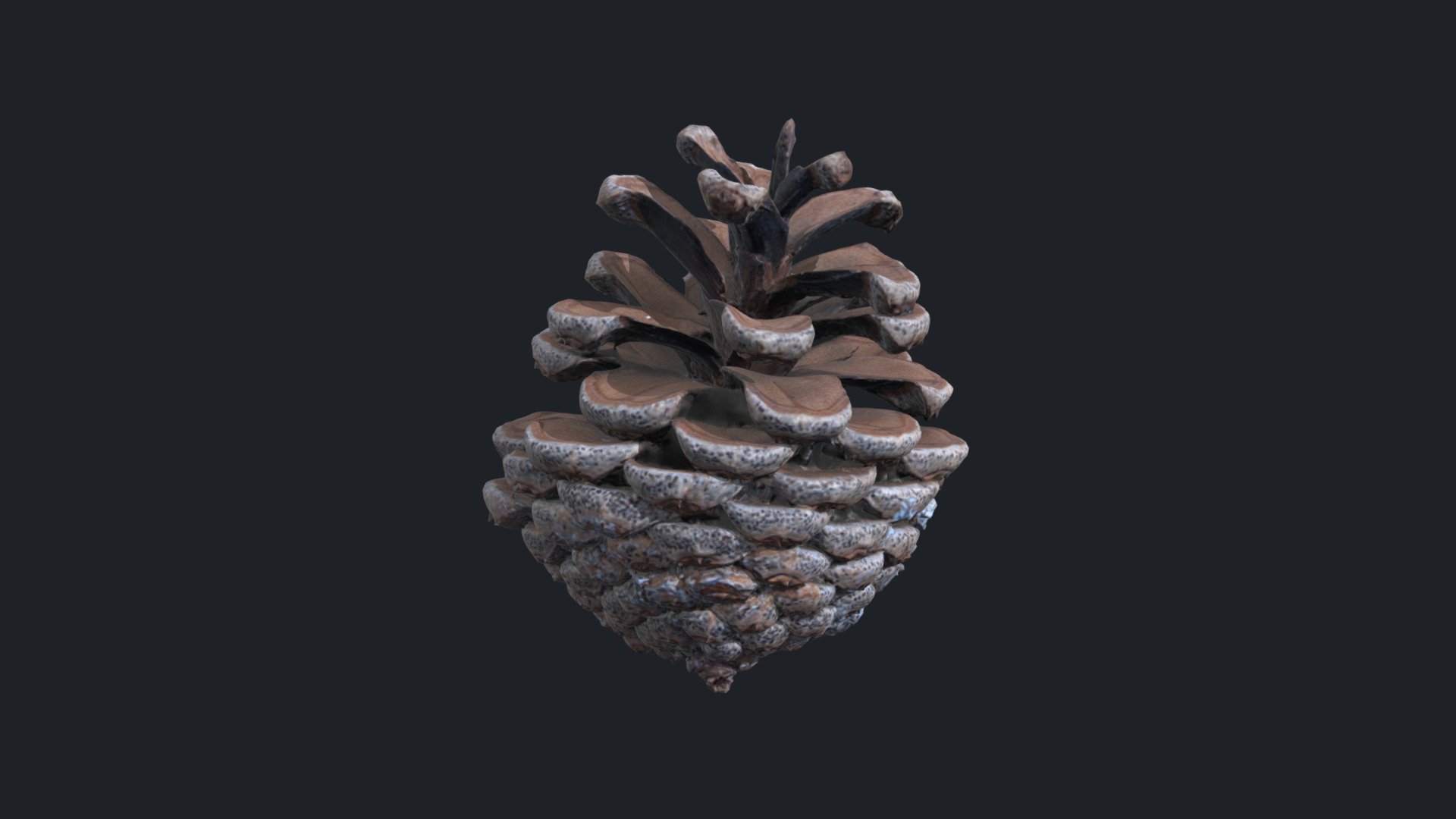 Pinecone 1 - 3D model by sharetextures [6a63690] - Sketchfab