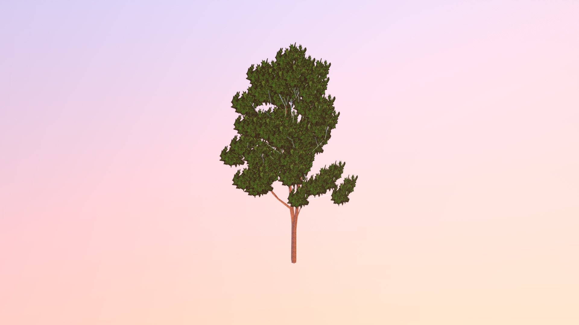 Tahla Tree