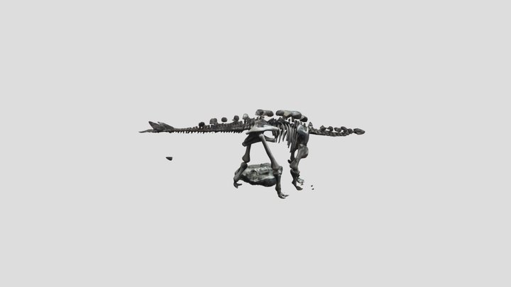 Miragaia longicollum 3D Model