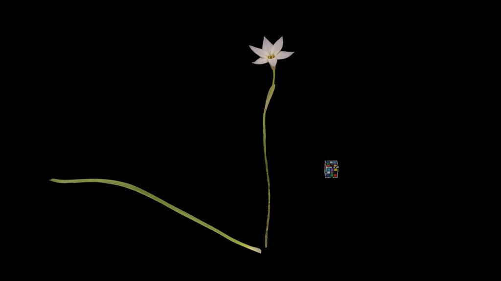 CC0 ハナニラ Spring Starflower, Tristagma uniflorum