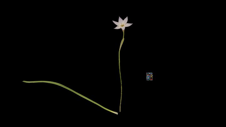 CC0 ハナニラ Spring Starflower, Tristagma uniflorum – Modello 3D gratuito STL