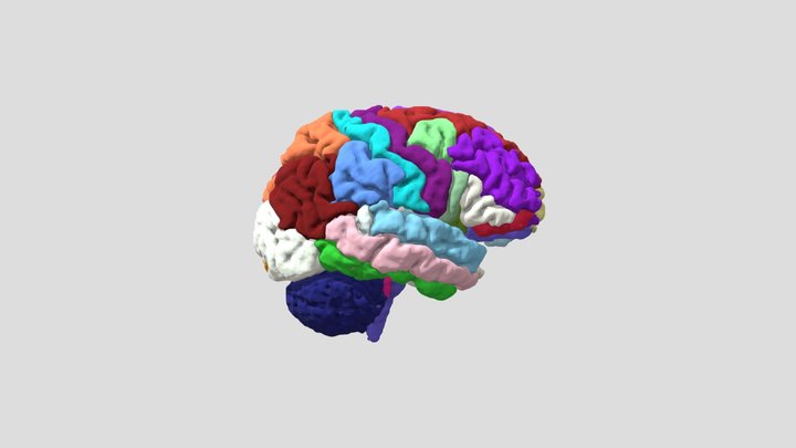 Human Brain 3D Model
