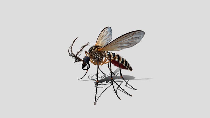 mosquito 3d model – Modello 3D gratuito STL