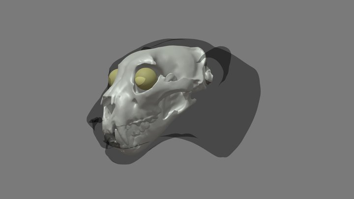 Cleaned CT Scan Cat Ref 3D Model