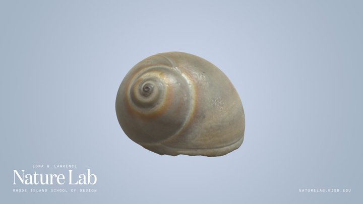 Land Shell – Kostenloses 3D-Modell STL