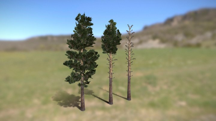 Pine Trees 3D Model