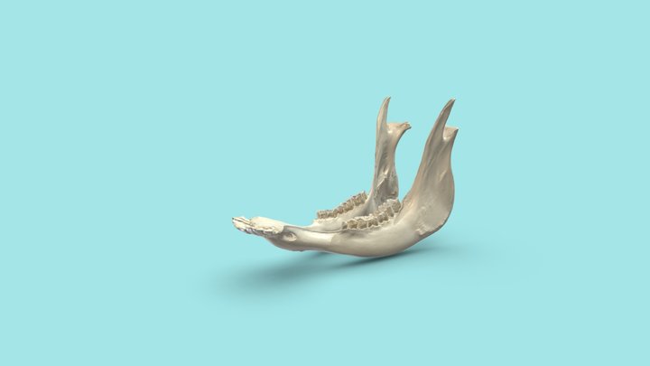Unterkiefer Rind - nicht beschriftet 3D Model