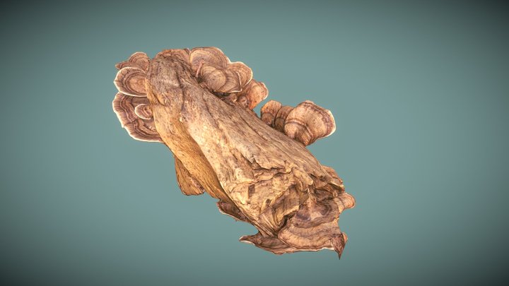 Scanned Tree Mushrooms #MushroomChallenge 3D Model