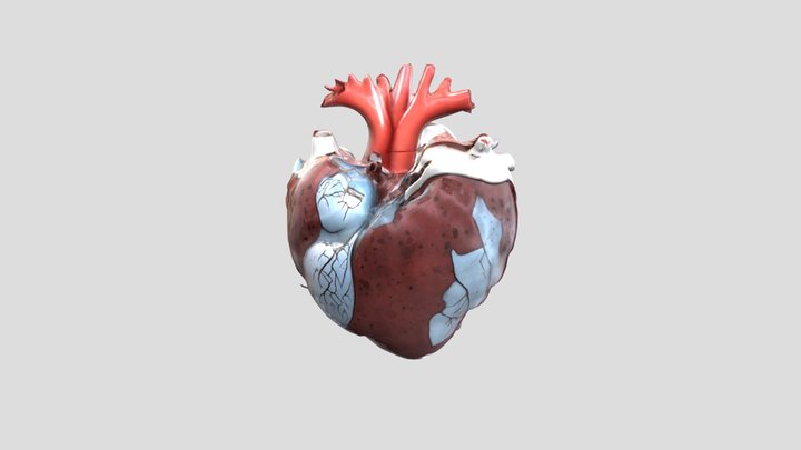 human_heart 3D Model