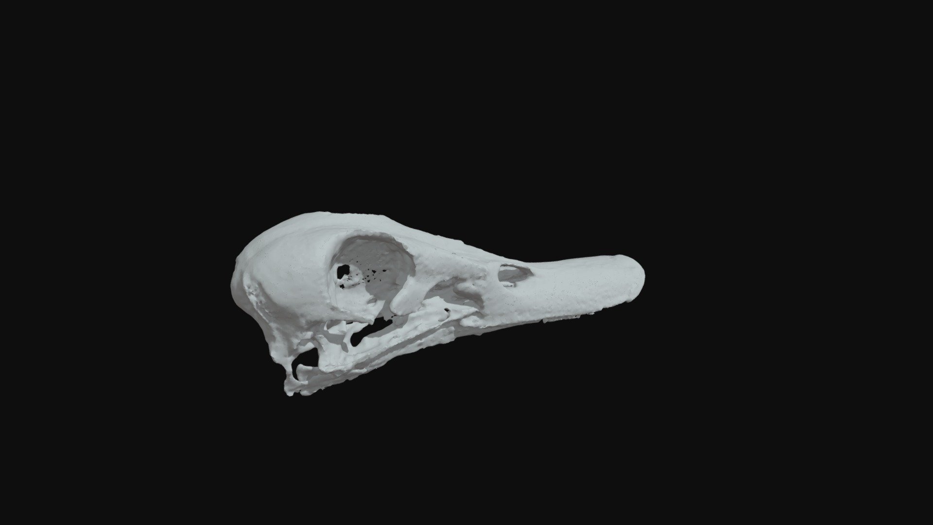 Pacific Black Duck (Anas superciliosa) — Sketchfab embed 3D viewer