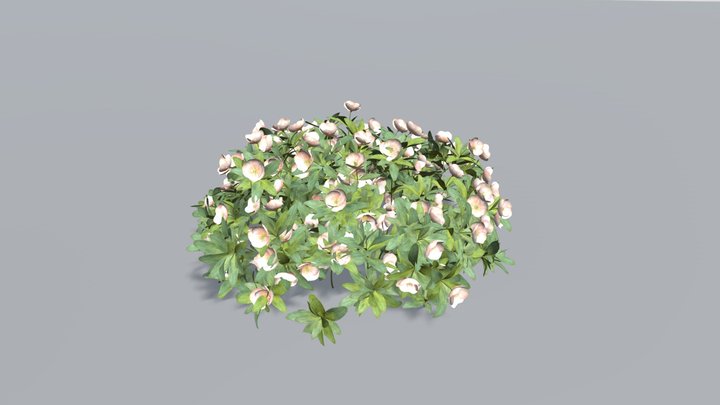 christmasrose thibetanus クリスマスロー 3D Model