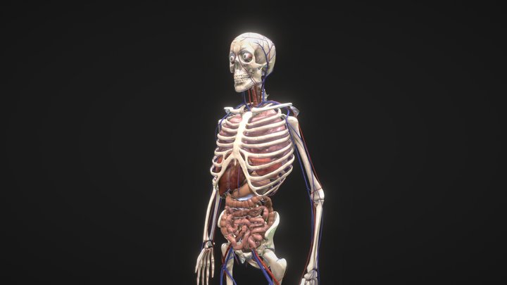 Animated Human Body with circulatory system 3D Model