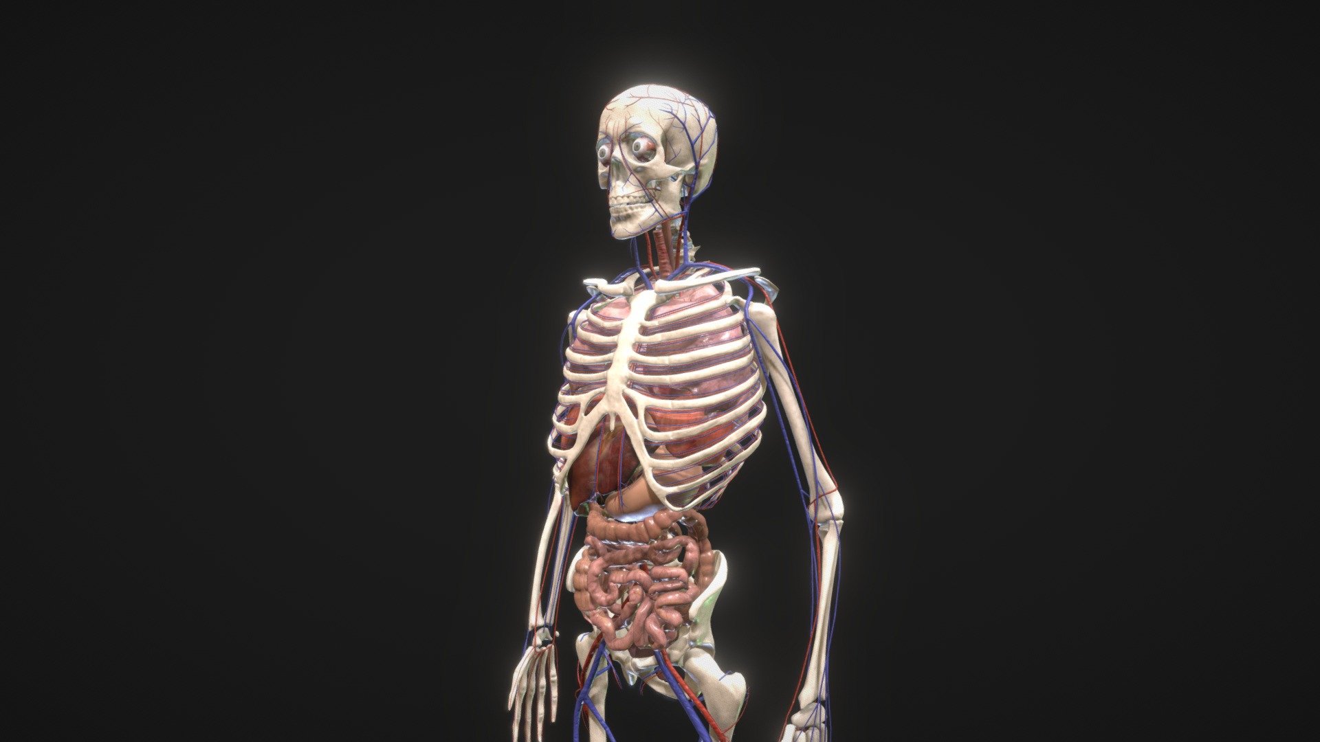 Animated Human Body with circulatory system - Buy Royalty Free 3D model by  AVRcontent (@AVRcontent) [6a7a537]