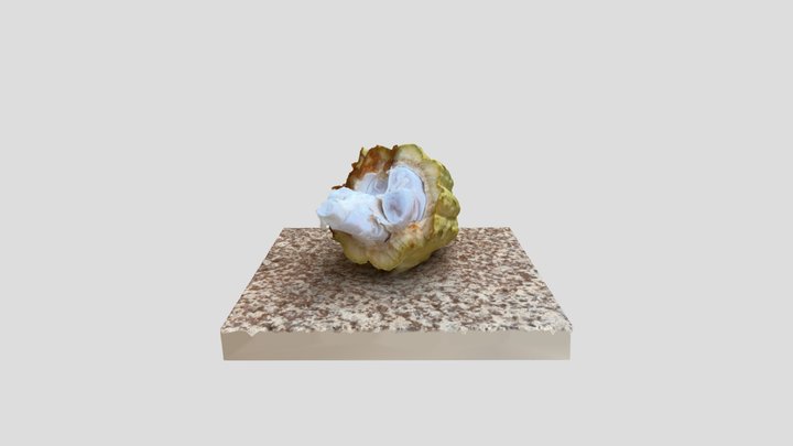 cacao pod 3D Model