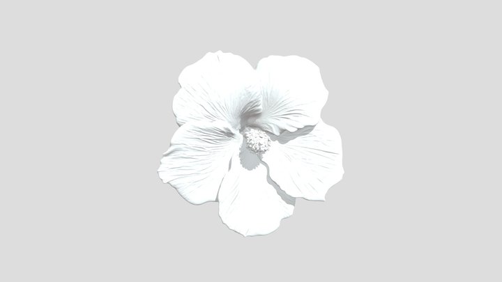 Vibrant Hibiscus Blossom 3D Model