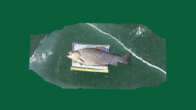 Brown Trout on Ice 3D Model