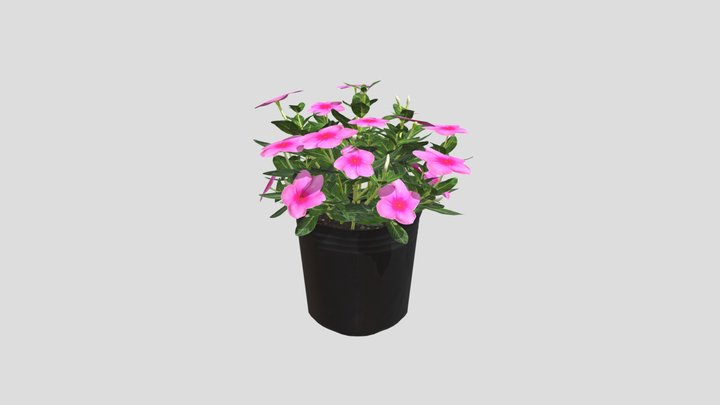 Catharanthus roseus (Cây Hoa Dừa Cạn) 3D Model