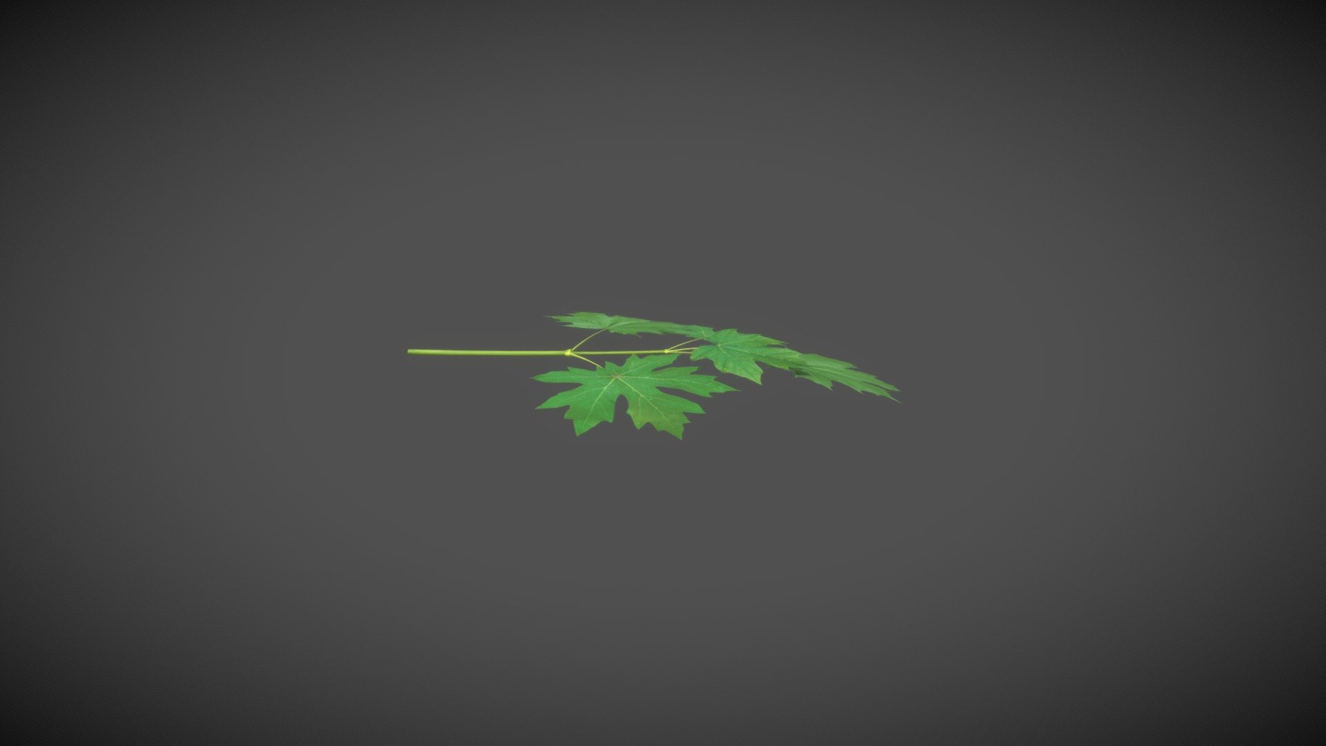 Big Leaf Maple (Acer macrophyllum)