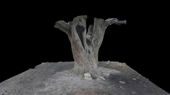 Sabina de Blancas (Detalle del tronco) 3D Model