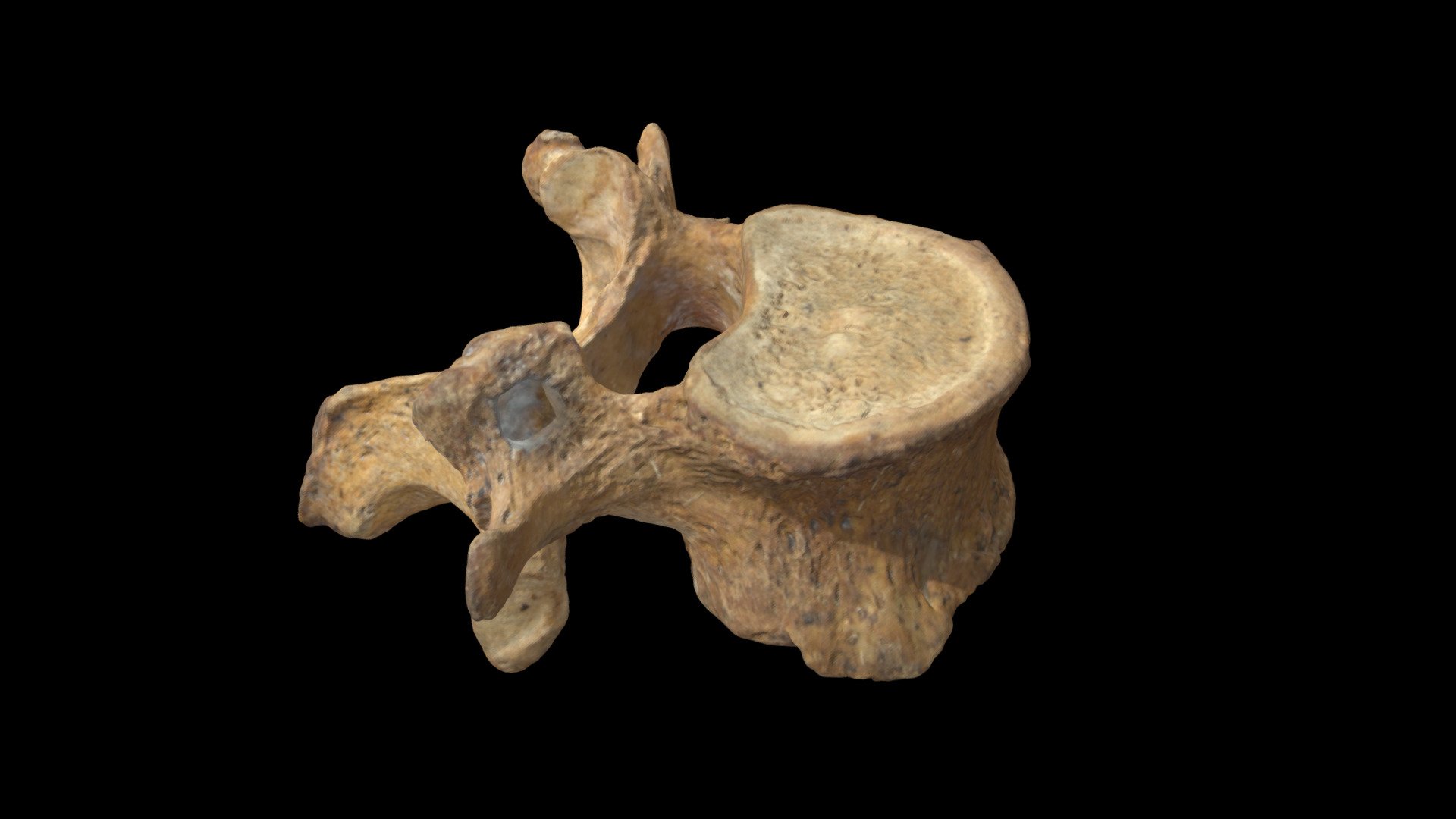 Vertebra - 3D model by labanof [6a8db90] - Sketchfab