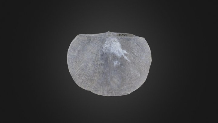 Brachiopod: Derbyia cymbula (PRI 76886) – Modello 3D gratuito STL