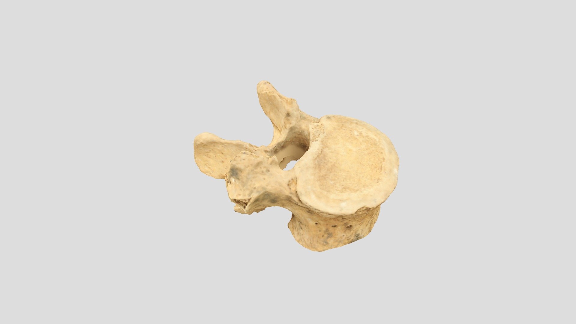 Qasr Hallabat cistern vertebra 6