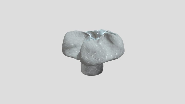 Coral 3334 3D Model