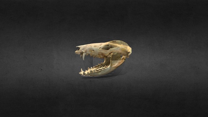 Virginia opossum skull 3D Model