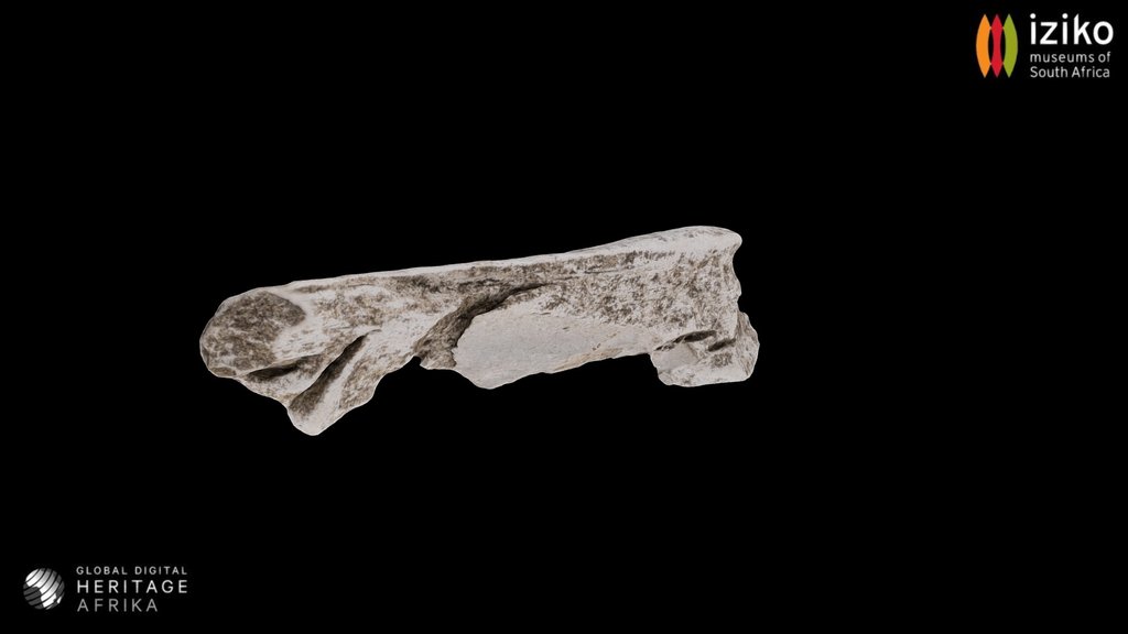 Mammal Bone