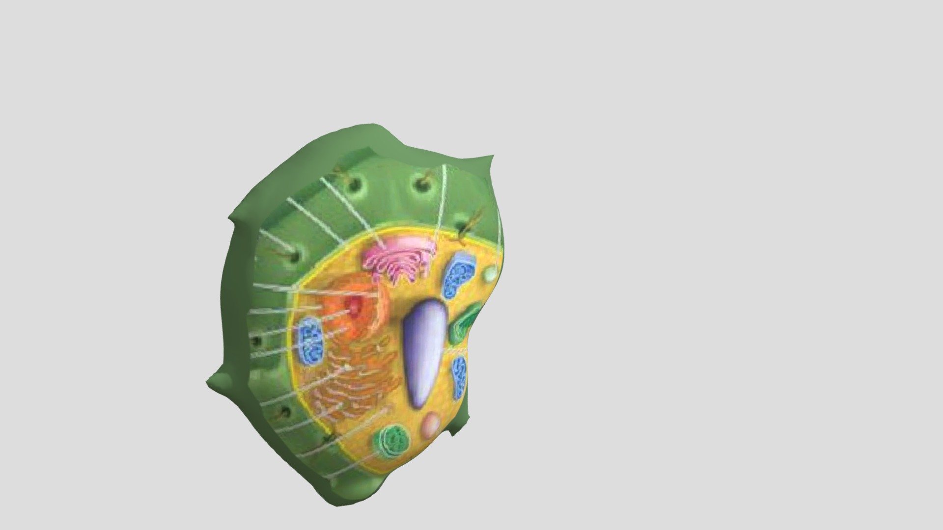 Sel Tumbuhan by ikaaaaaa - Download Free 3D model by Ika.Fatmawati