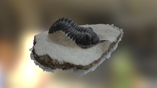 Moroconites malldoids 3D Model