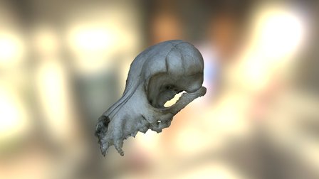Rebecca's Dog Skull 3D Model