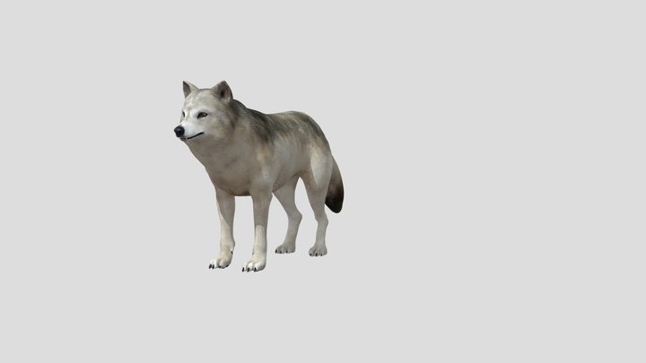 Grey Wolf 3D Model