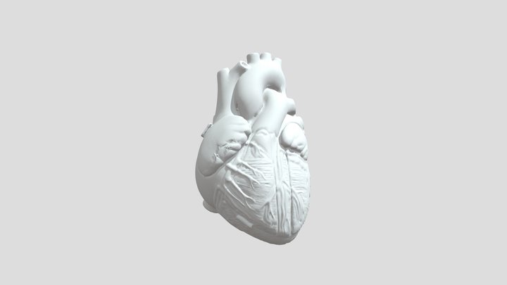 Anatomy Heart Model 3D Model