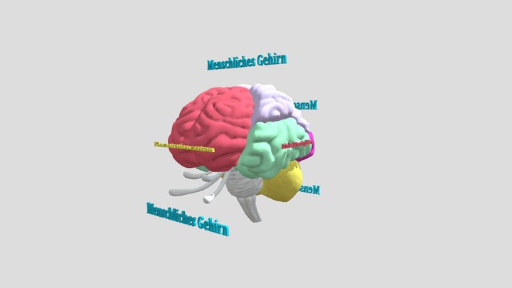 Diagram - Human Brain V2