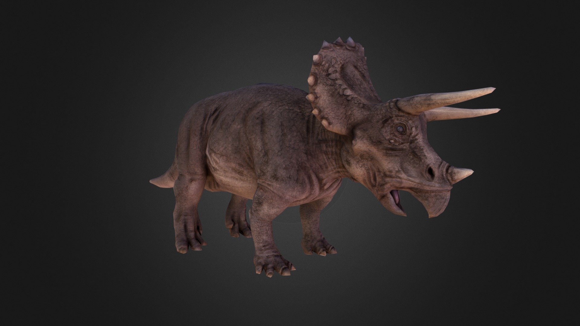 triceratops in 3d