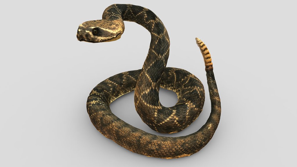 Ромбический гремучник | Diamondback rattlesnake